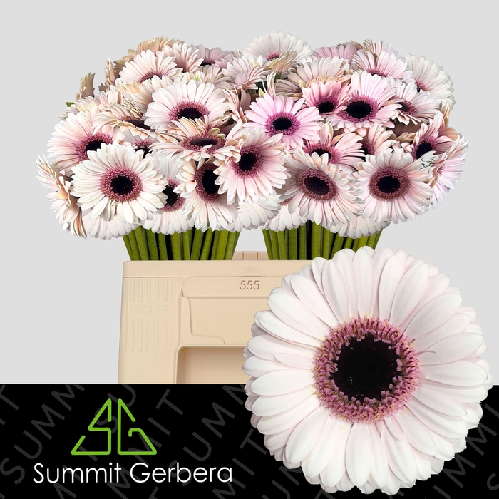 <h4>GE MI ABBY LOU</h4>