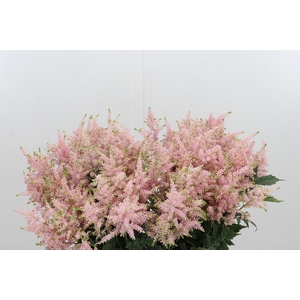 Astilbe Europa Roze