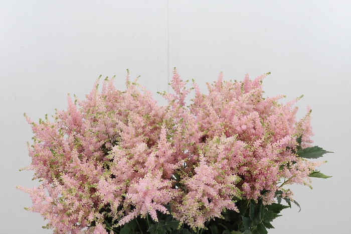 <h4>Astilbe Europa Roze</h4>