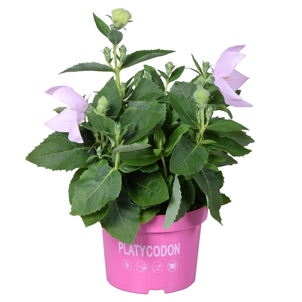 <h4>Platycodon Pink</h4>