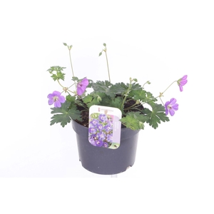 Geranium Rozanne
