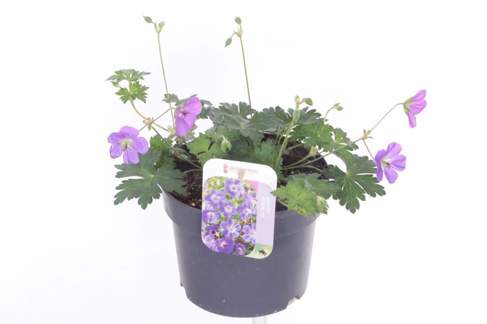 <h4>Geranium Rozanne</h4>
