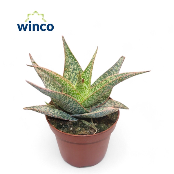 <h4>Aloe Jungle</h4>