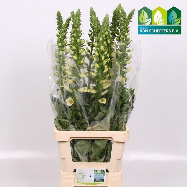 <h4>DIGI CAMELOT CREAM</h4>