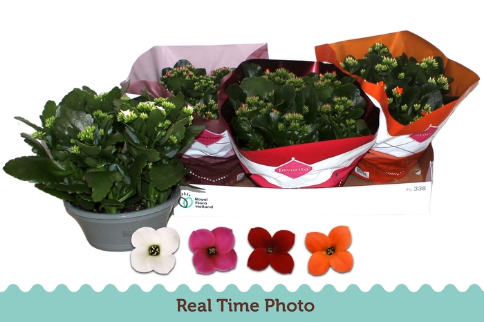 <h4>KAL EN GEM 4 KL</h4>