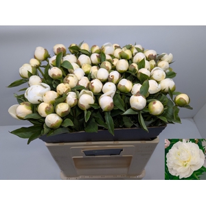 PAEO L DUCHES D NEMO