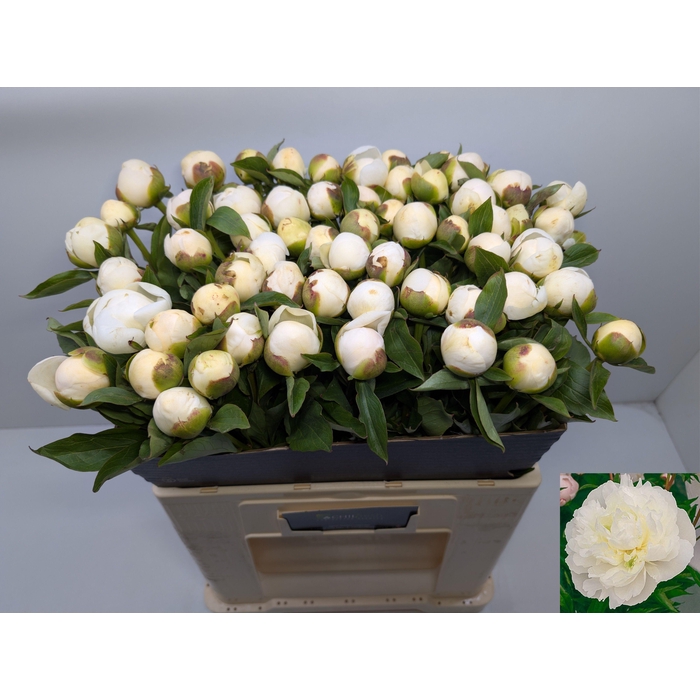 <h4>PAEO L DUCHES D NEMO</h4>