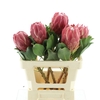 Protea Red Rex