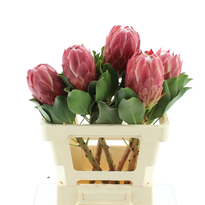 <h4>Protea Red Rex</h4>