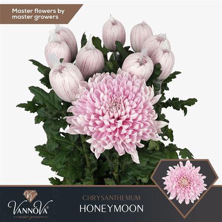 <h4>Chr G Honeymoon</h4>