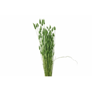 Dried Lagurus X5 Dark Green Bunch