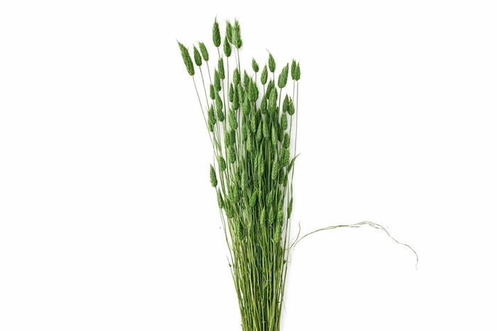 <h4>Dried Lagurus X5 Dark Green Bunch</h4>