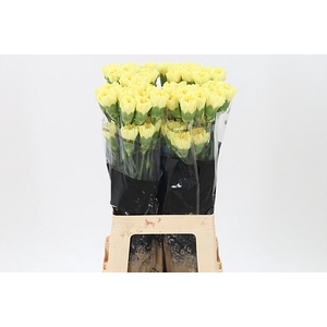 Di St Hermes Yellow