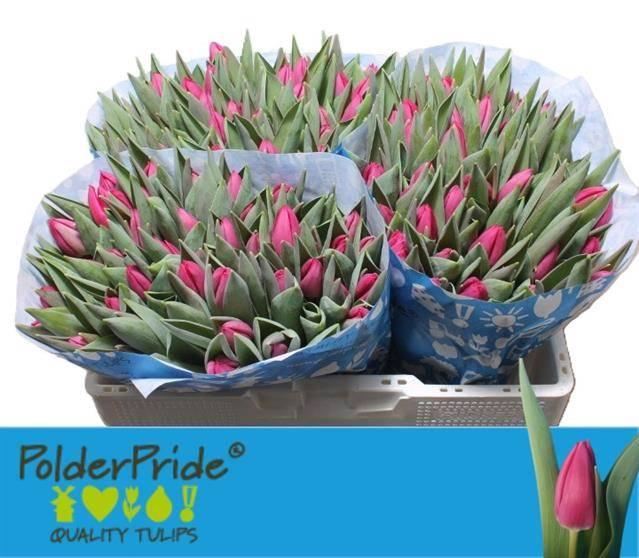 <h4>Tu En Pink Ardour</h4>