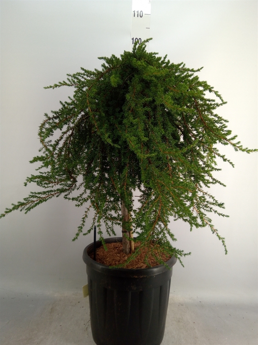 <h4>Juniperus communis</h4>