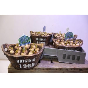 arr8 Arr Muscari In Houten Hengsel Bakje