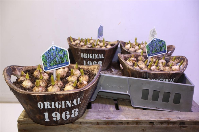 <h4>arr8 Arr Muscari In Houten Hengsel Bakje</h4>