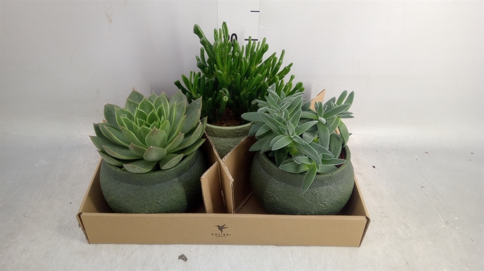 <h4>Succulents   ...mix 3</h4>