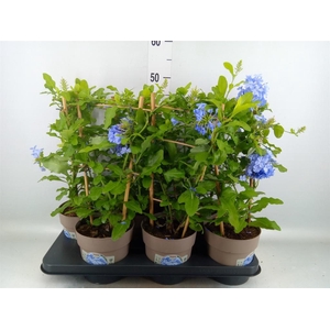 Plumbago auriculata