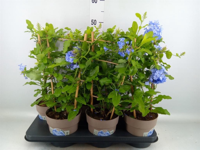 <h4>Plumbago auriculata</h4>