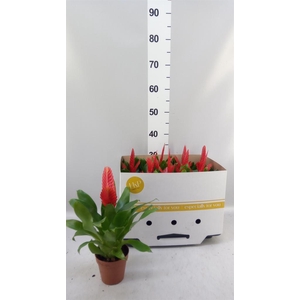 Vriesea  'Kallisto P'