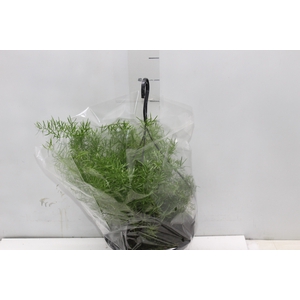 ASPARGO ALFINETE C21