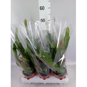 Epiphyllum   ...