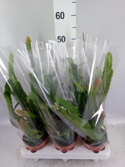 <h4>Epiphyllum   ...</h4>