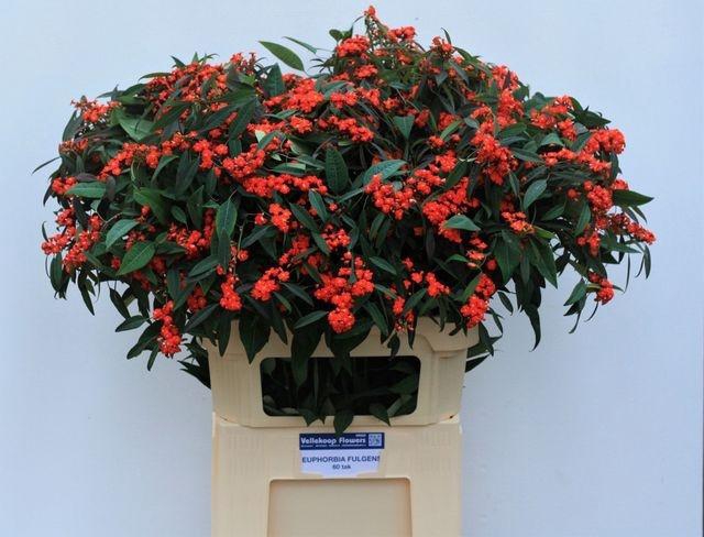 <h4>EUPH F T RED SURPRIS</h4>