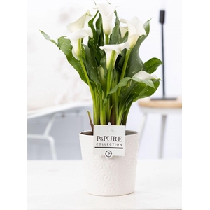 Zantedeschia white in P&PURE Juliette ceramics white