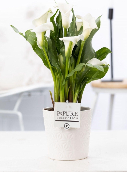 <h4>Zantedeschia white in P&PURE Juliette ceramics white</h4>