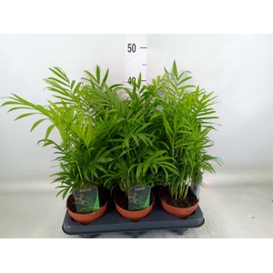 Chamaedorea elegans