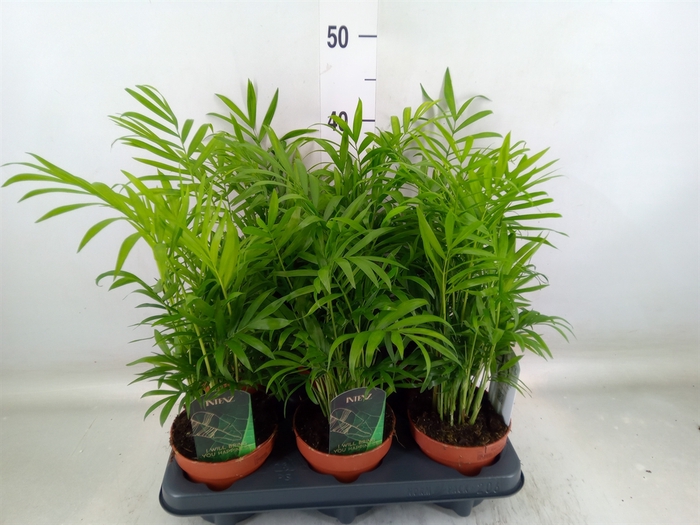 <h4>Chamaedorea elegans</h4>