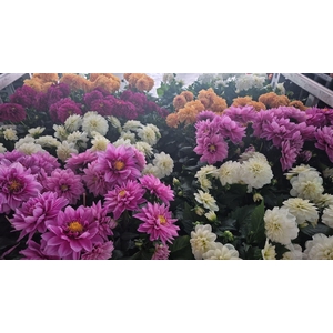 DAHLIA ROYAL GEM