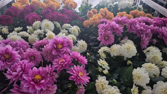 <h4>DAHLIA ROYAL GEM</h4>