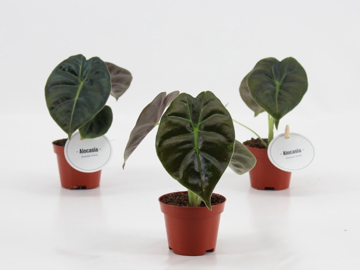 Alocasia