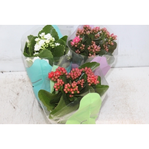 KALANCHOE DOBRADO P11