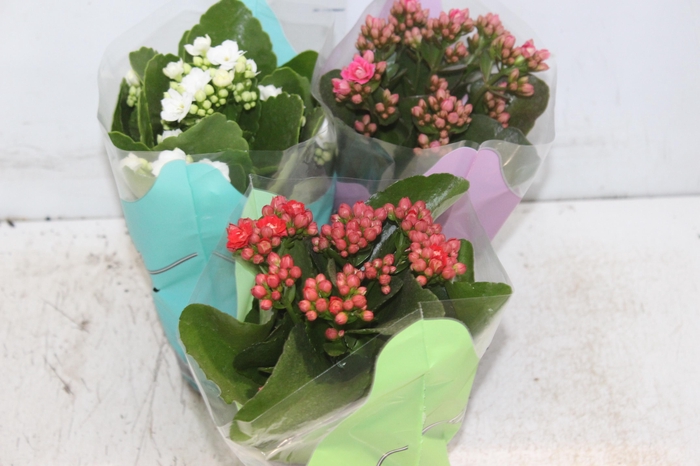 <h4>KALANCHOE DOBRADO P11</h4>