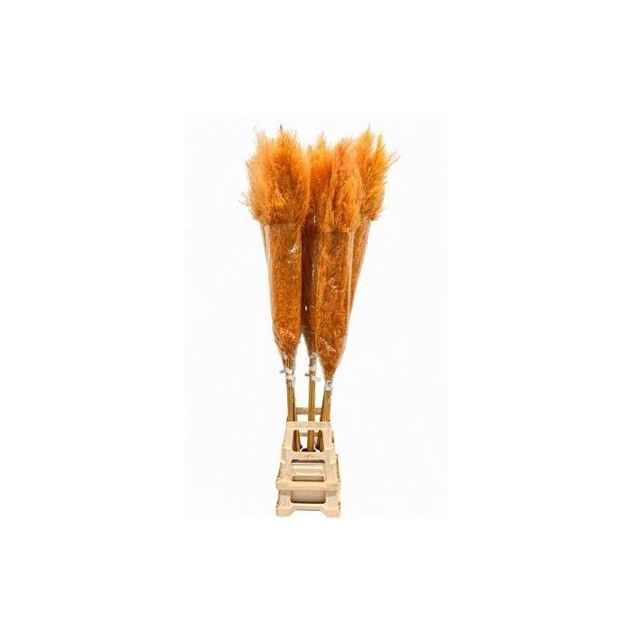 <h4>Corta Dried Dadang X L Oranje</h4>