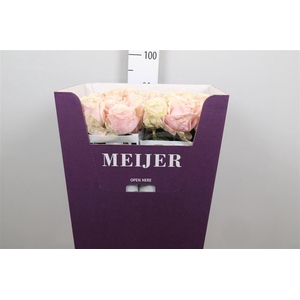 R Gr Sweet Avalanch+