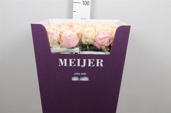 <h4>R Gr Sweet Avalanch+</h4>