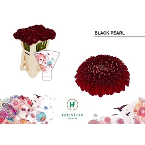 Germini Pomponi Black Pearl Water