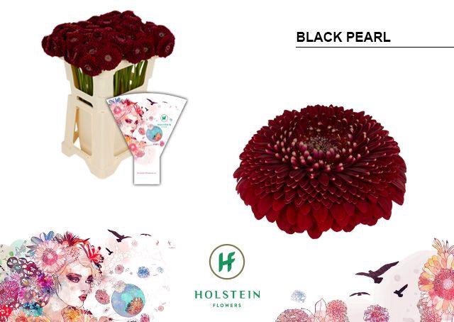 <h4>Germini Pomponi Black Pearl Water</h4>