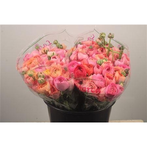 Ran. Su Pastel Mix Sec X50