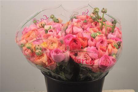 <h4>Ran. Su Pastel Mix Sec X50</h4>