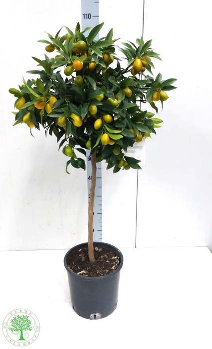 <h4>CITR MARGARITA</h4>