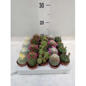 Cactus   ...flowering mix