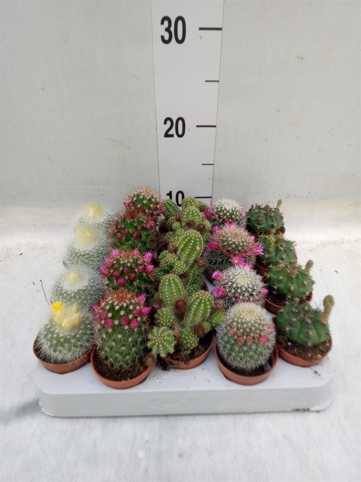 <h4>Cactus ...flowering mix</h4>