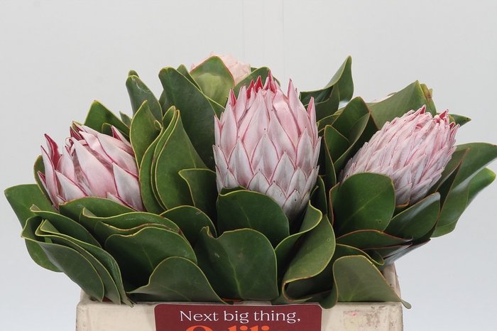 Protea Cynaroides