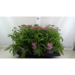Achillea millef.